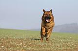 BERGER ALLEMAND 900